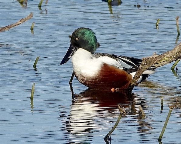 shoveler